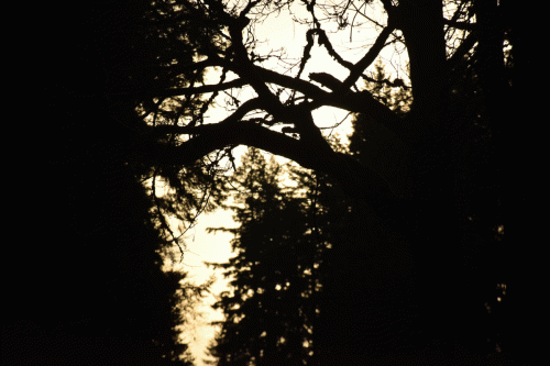 Keys Of Solomon : As We Waited on Dawn's Edge